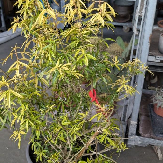 ORANGER-DU-MEXIQUE Grand  Sujet, RARE 49€