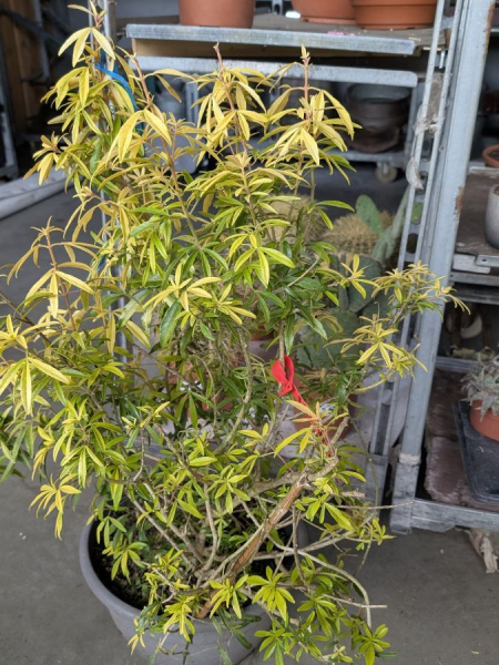 ORANGER-DU-MEXIQUE Grand Sujet, RARE 49€ ORANGER-DU-MEXIQUE Grand Sujet, RARE 49€