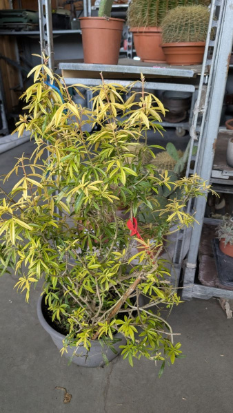 ORANGER-DU-MEXIQUE Grand  Sujet, RARE 49€