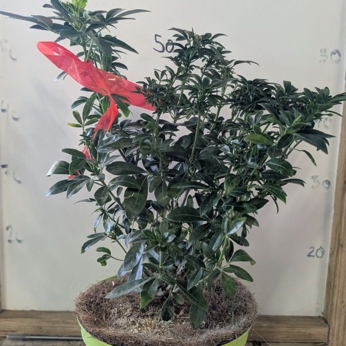 ORANGER-DU-MEXIQUE-25€