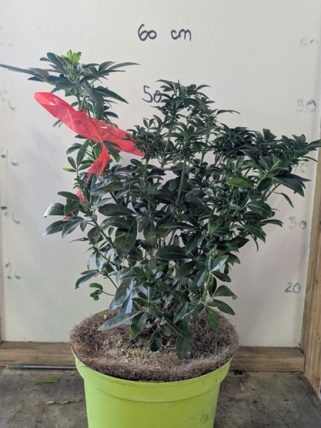 ORANGER-DU-MEXIQUE-25€