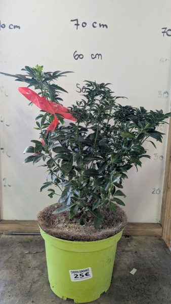 ORANGER-DU-MEXIQUE-25€