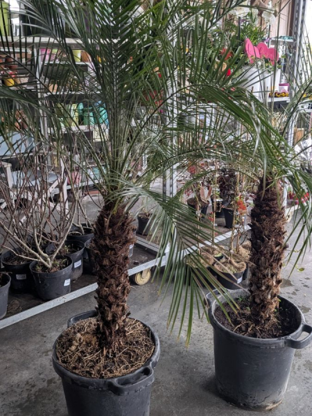 PHOENIX-ROBELLINI PHOENIX-ROBELLINI