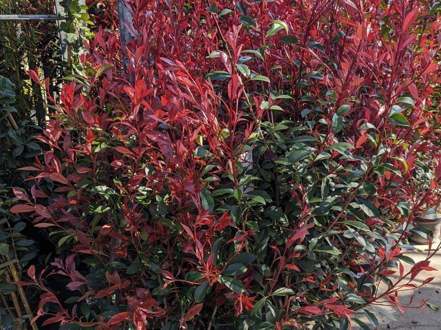 PHOTINIA CARRÉ ROUGE 40/60cm 8€50 l'unité pour 5 et plus
