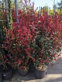 PHOTINIA CARRÉ ROUGE 40/60cm 8€50 l'unité pour 5 et plus