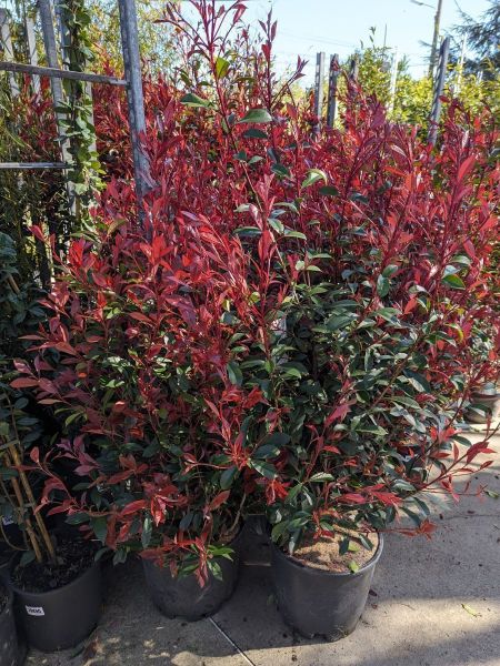 PHOTINIA CARRÉ ROUGE 40/60cm 8€50 l'unité pour 5 et plus PHOTINIA CARRÉ ROUGE 40/60cm 8€50 l'unité pour 5 et plus