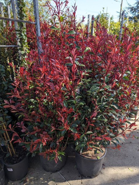 PHOTINIA CARRÉ ROUGE 40/60cm 8€50 l'unité pour 5 et plus