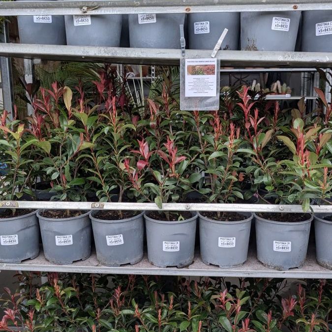PHOTINIA-HAIE     1=9€90 par 5 =8€ l'unité