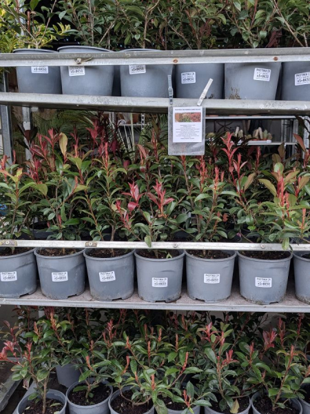 PHOTINIA-HAIE     1=9€90 par 5 =8€ l'unité