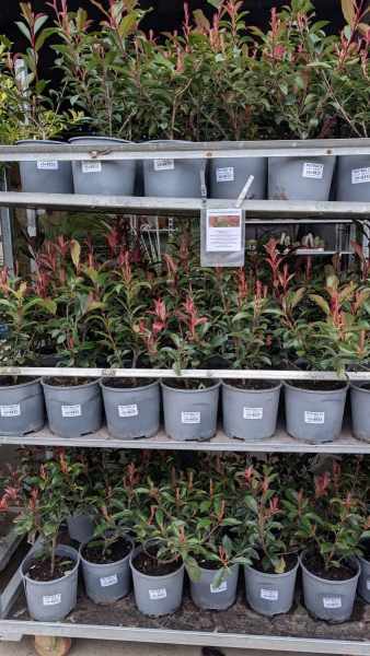 PHOTINIA-HAIE     1=9€90 par 5 =8€ l'unité