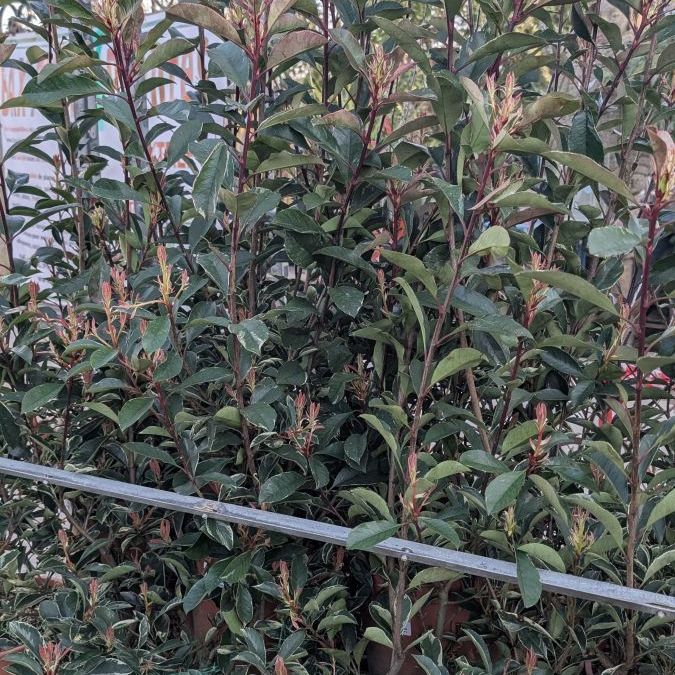 PHOTINIA-PINK-MARBLE  29€