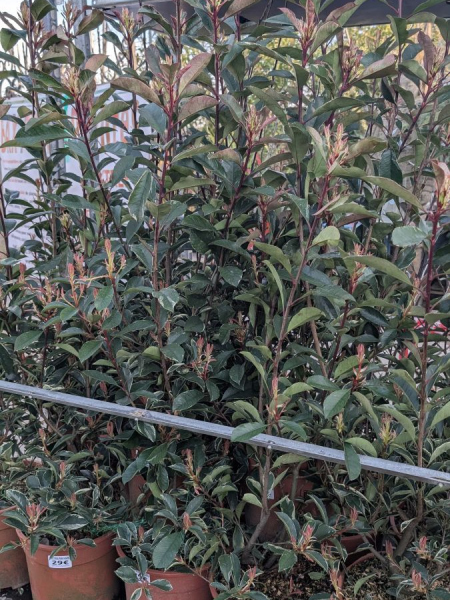 PHOTINIA-PINK-MARBLE 29€ PHOTINIA-PINK-MARBLE 29€