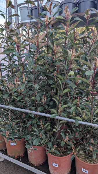 PHOTINIA-PINK-MARBLE  29€