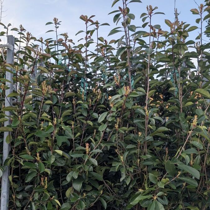 PHOTINIA-XL  dès 8€/12€50/19€50/25€/29€/39€