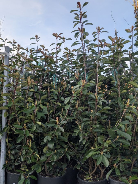 PHOTINIA-XL  dès 8€/12€50/19€50/25€/29€/39€