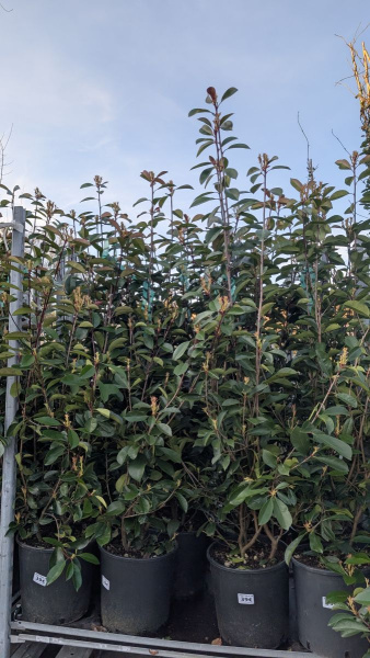 PHOTINIA-XL  dès 8€/12€50/19€50/25€/29€/39€