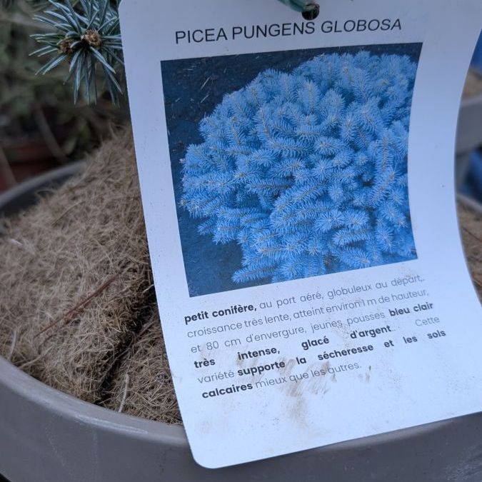 PICEA PUNGENS GLOBOSA BONSAI- COLLECTION - rare