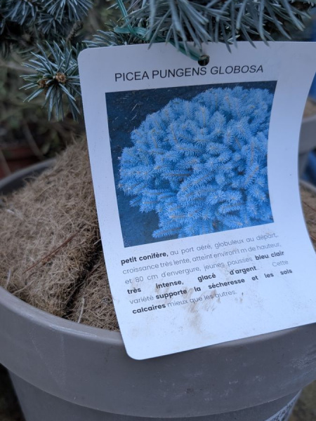 PICEA PUNGENS GLOBOSA BONSAI- COLLECTION - rare
