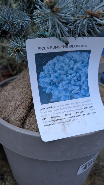 PICEA PUNGENS GLOBOSA BONSAI- COLLECTION - rare