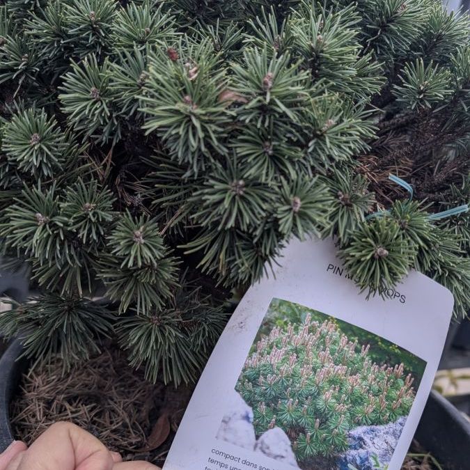 PIN-MUNGO MOPS-GREFFE-BONSAI- COLLECTION - rare