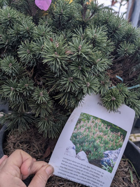 PIN-MUNGO MOPS-GREFFE-BONSAI- COLLECTION - rare PIN-MUNGO MOPS-GREFFE-BONSAI- COLLECTION - rare