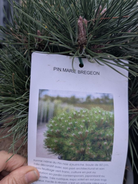 PIN MARIE BREGEON