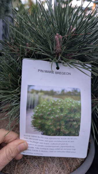 PIN MARIE BREGEON
