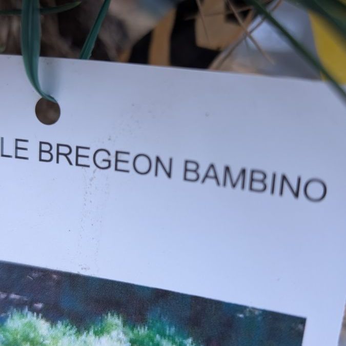 PIN-NAIN-BREGEON BAMBINO