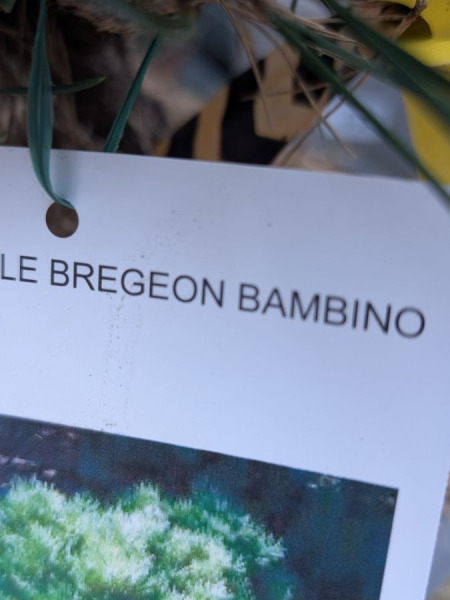 PIN-NAIN-BREGEON BAMBINO PIN-NAIN-BREGEON BAMBINO