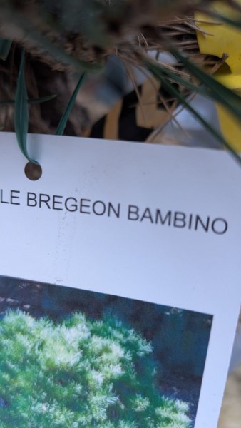 PIN-NAIN-BREGEON BAMBINO