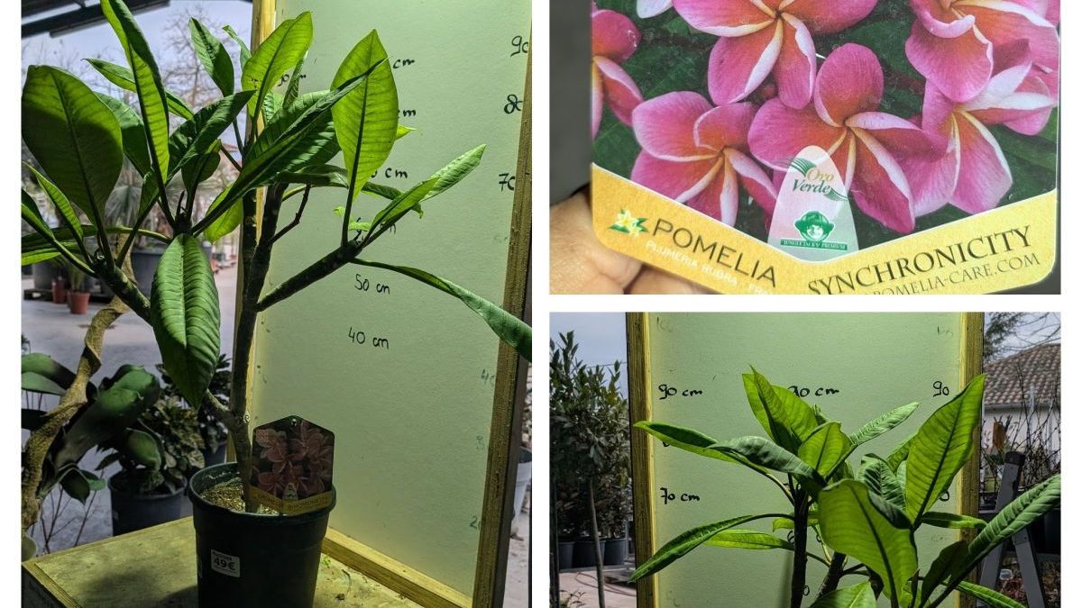 PLUMERIE-POMELIA  49€