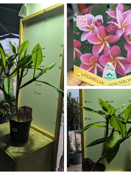 PLUMERIE-POMELIA 49€ PLUMERIE-POMELIA 49€