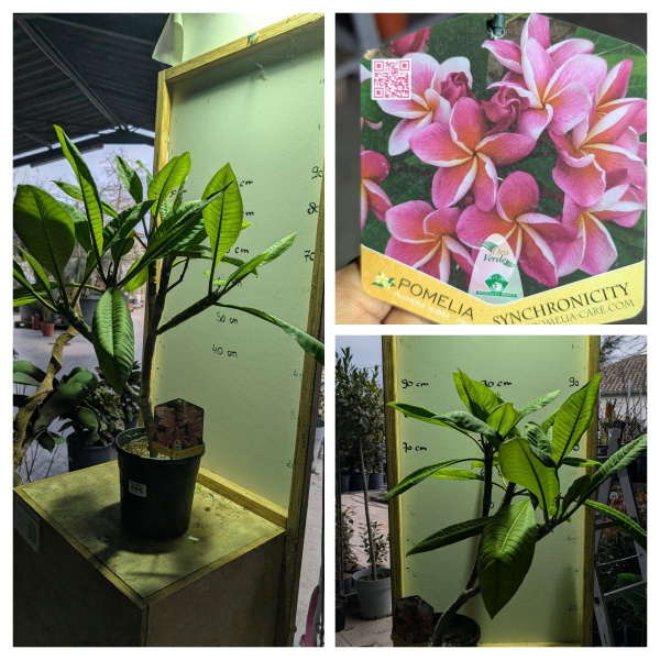 PLUMERIE-POMELIA  49€