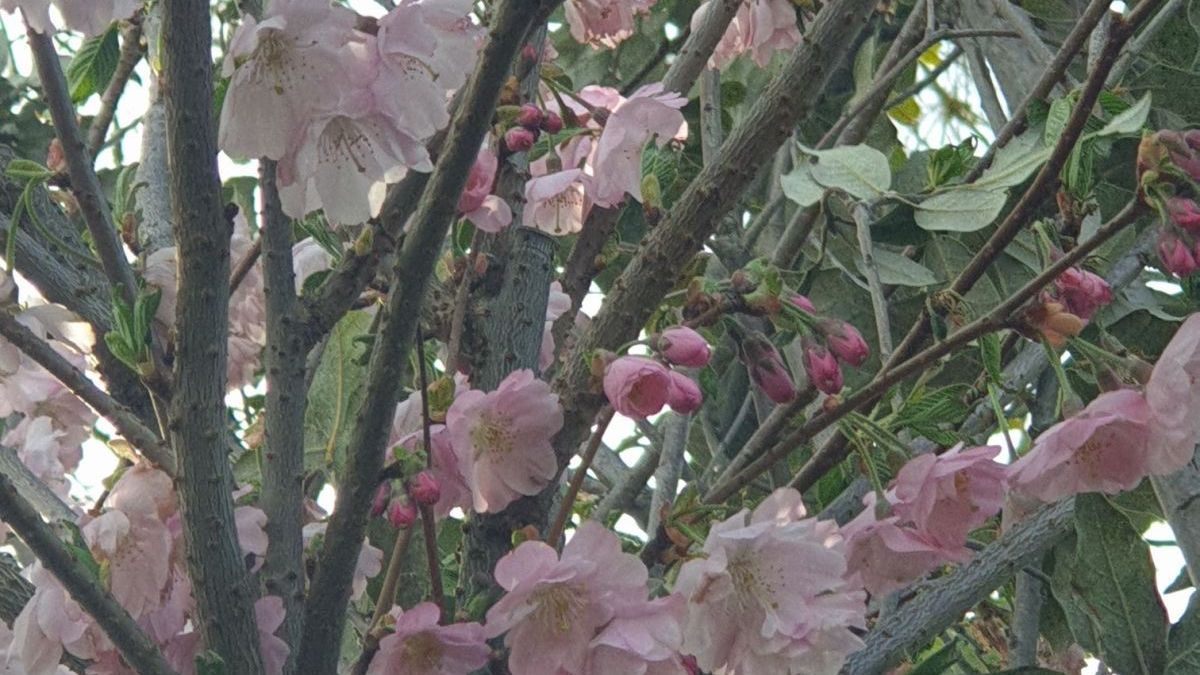 PRUNUS-ACCOLADE-CERISIER-A-FLEUR7