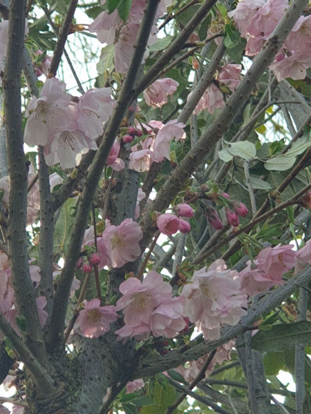 PRUNUS-ACCOLADE-CERISIER-A-FLEUR7 PRUNUS-ACCOLADE-CERISIER-A-FLEUR7