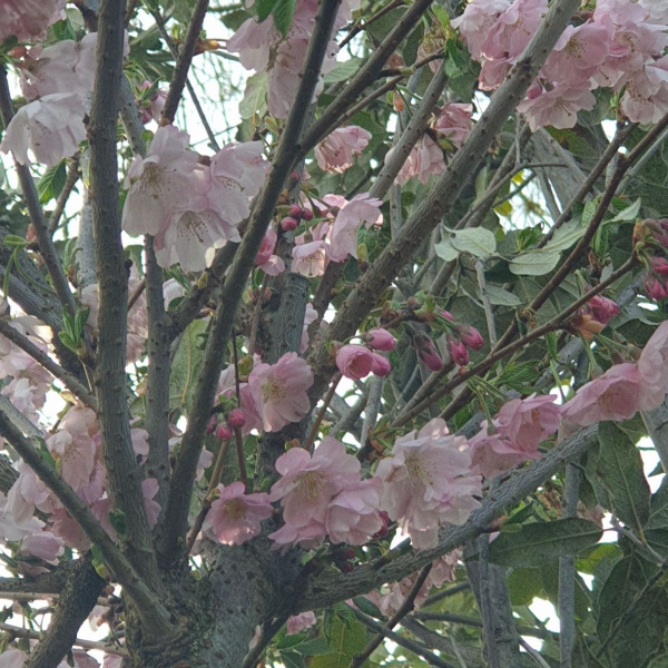 PRUNUS-ACCOLADE-CERISIER-A-FLEUR7