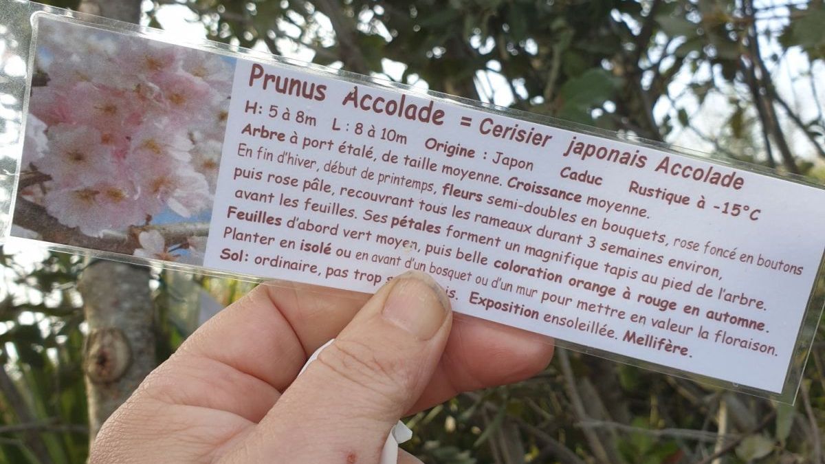 PRUNUS-ACCOLADE-CERISIER-A-FLEUR