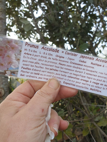 PRUNUS-ACCOLADE-CERISIER-A-FLEUR PRUNUS-ACCOLADE-CERISIER-A-FLEUR