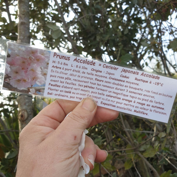 PRUNUS-ACCOLADE-CERISIER-A-FLEUR