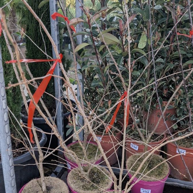 PRUNUS-ACCOLADE  29€