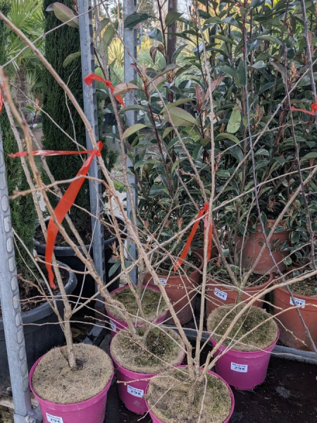 PRUNUS-ACCOLADE 29€ PRUNUS-ACCOLADE 29€