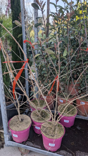 PRUNUS-ACCOLADE  29€