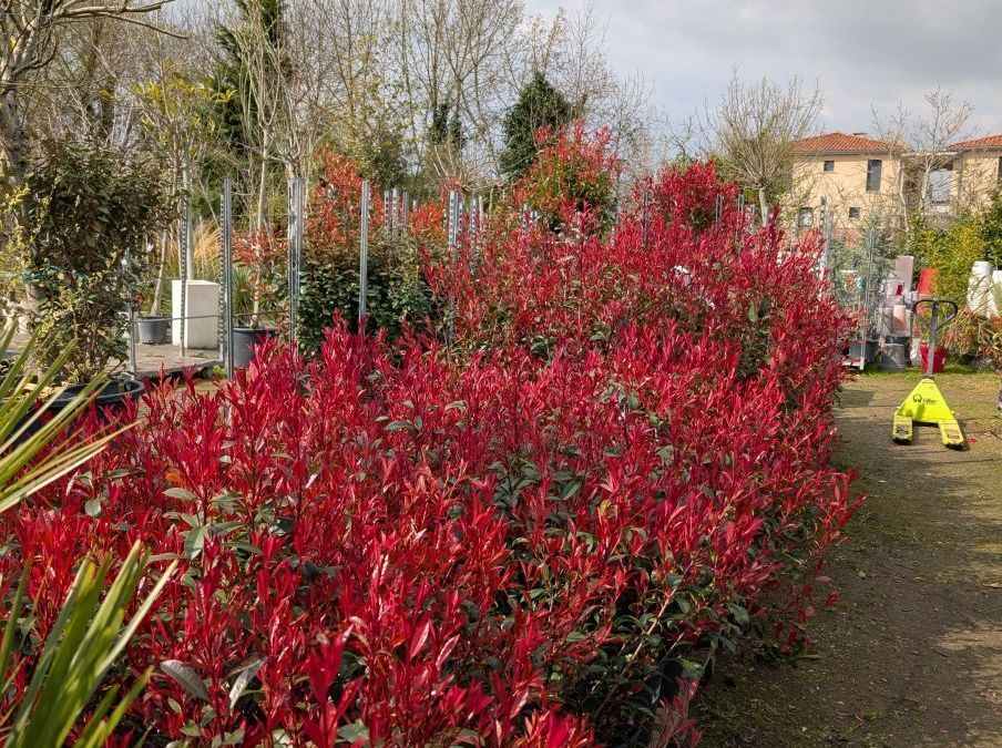 ARRIVAGE PHOTINIA CARRE ROUGE