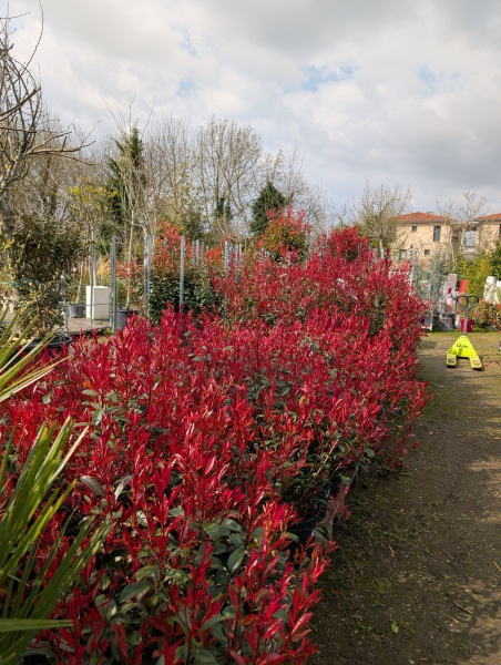 ARRIVAGE PHOTINIA CARRE ROUGE