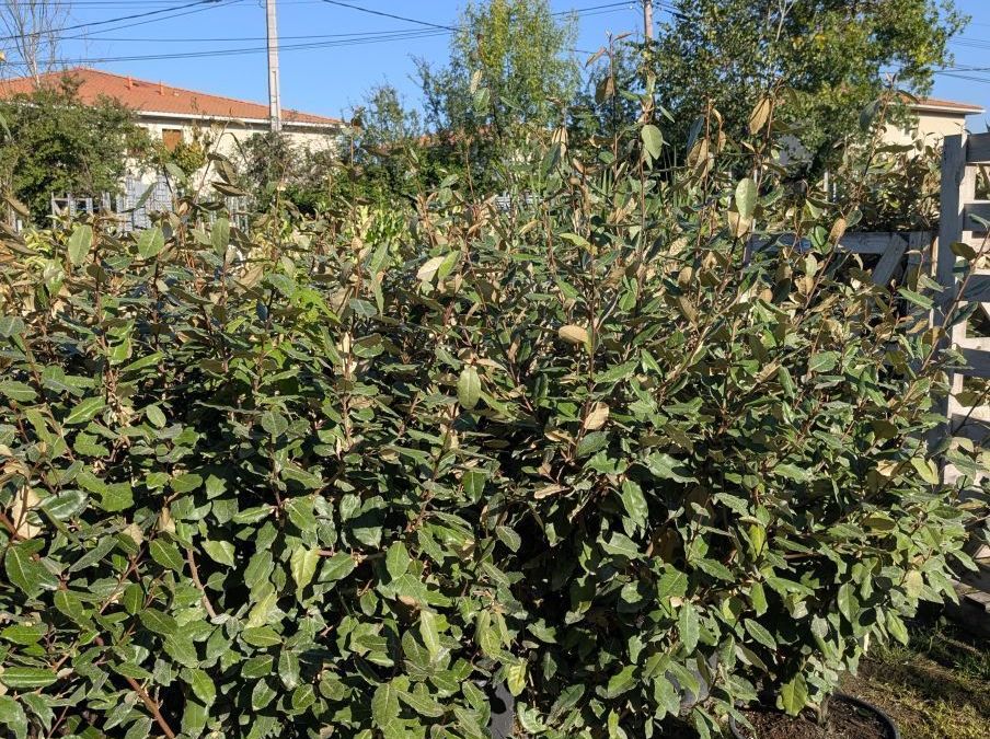 ELEAGNUS EBBENGEI diverses tailles dispo dès 8€