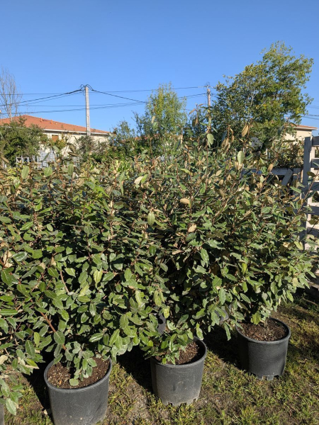 ELEAGNUS EBBENGEI diverses tailles dispo dès 8€