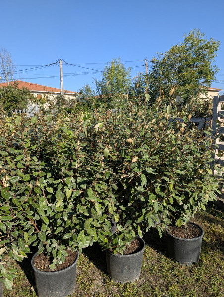 ELEAGNUS EBBENGEI diverses tailles dispo dès 8€