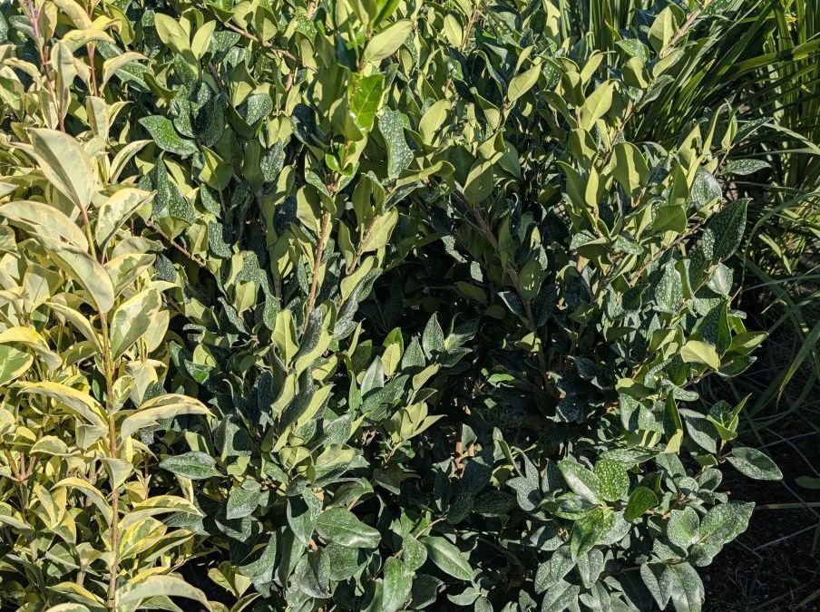 LIGUSTRUM TEXANUM 19€