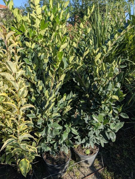 LIGUSTRUM TEXANUM 19€