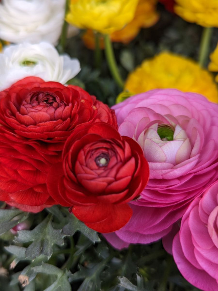 RENONCULE- 4€ RENONCULE- 4€